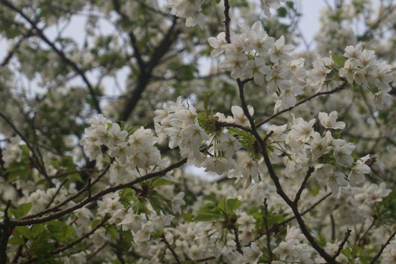 麓の桜公園。１.２本咲いています。